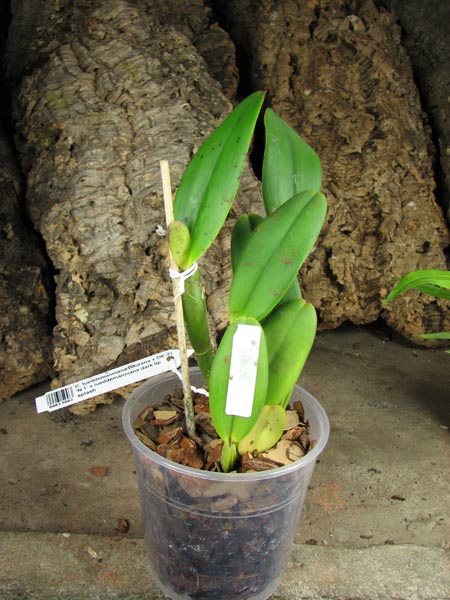 Cattleya lueddemanniana (Morena x OK-2) 'N 1' x lueddemanniana dark lip splash.jpg