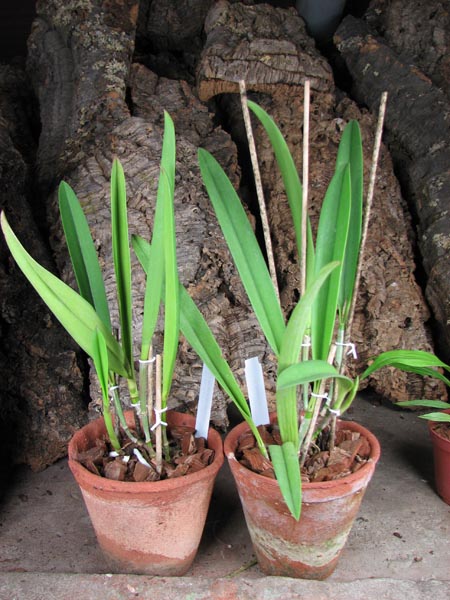 Brassocattleya Saint Andre (Cattleya dowiana aurea x Brassavola nodosa).jpg