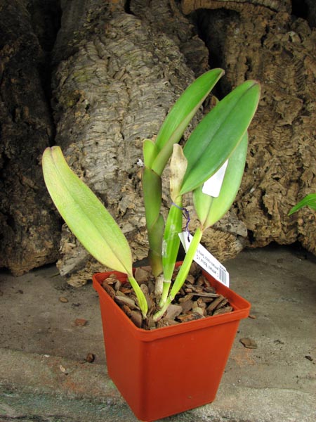 Cattleya jenmanii 'Boliva' x Cattleya jenmanii rubra 'Serra Negra'.jpg