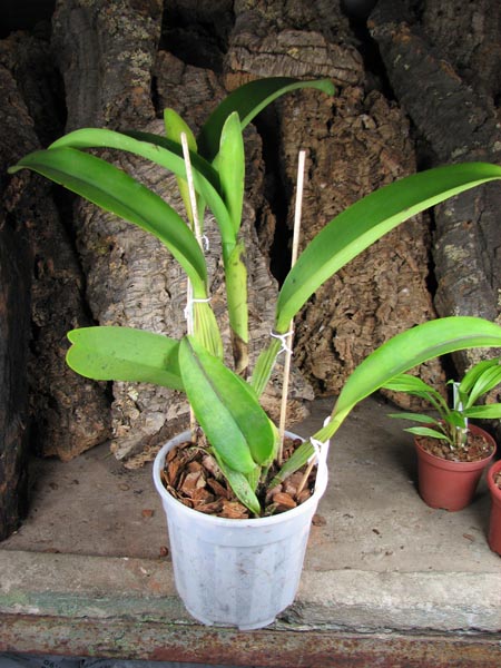 Laeliocattleya Tainan City 'General' (Royal Empreor x Waianae Sunset).jpg
