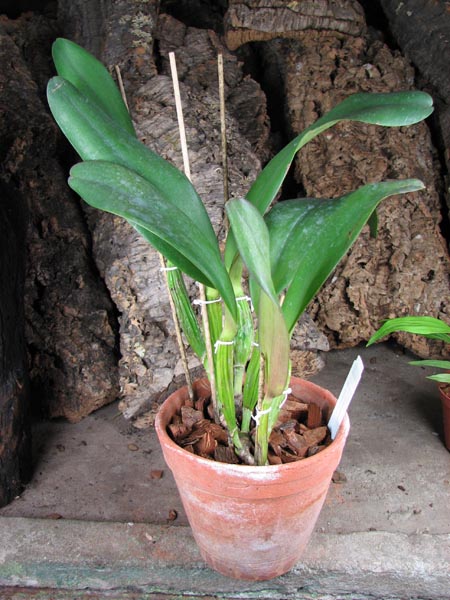 Brassolaeliocattleya Sunstates Peak Down.jpg