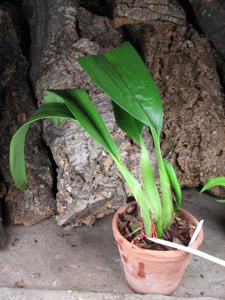 Maxillaria striata.jpg