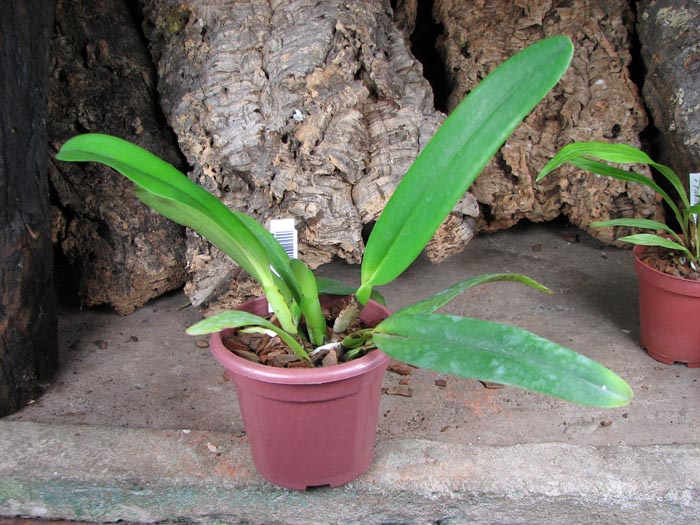 Cattleya gaskelliana (suavissima x rosea).jpg