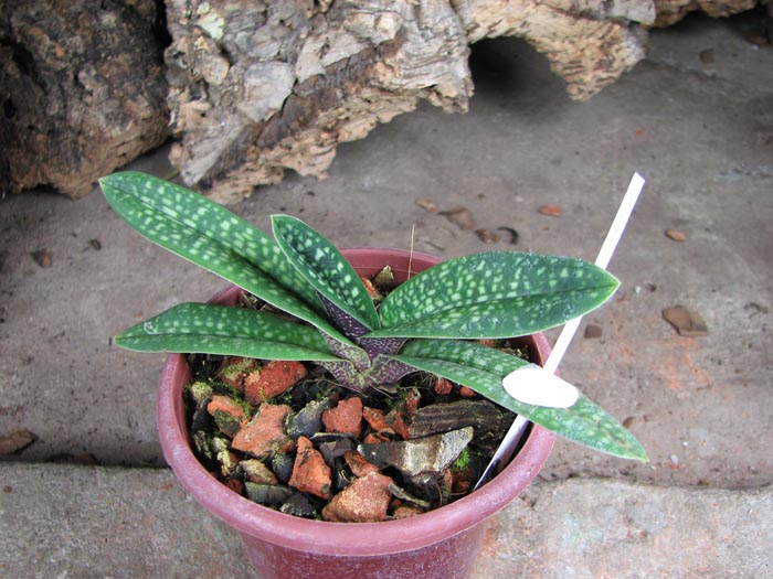 Paphiopedilum micranthum.jpg