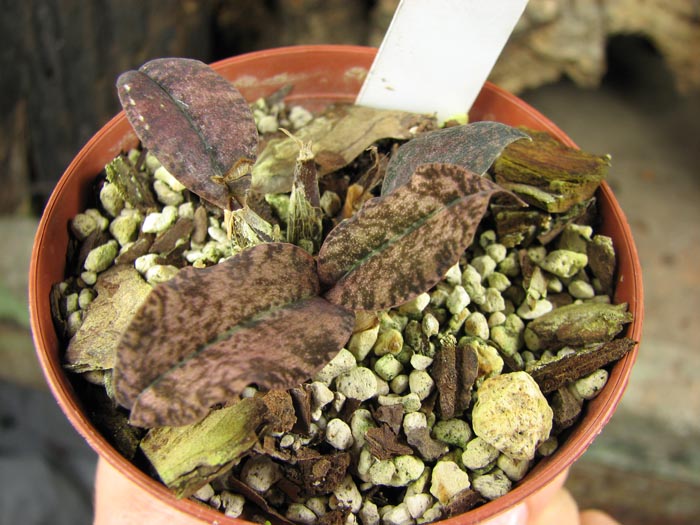 Oeceoclades gracillima.jpg