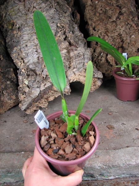Laelia grandis.jpg