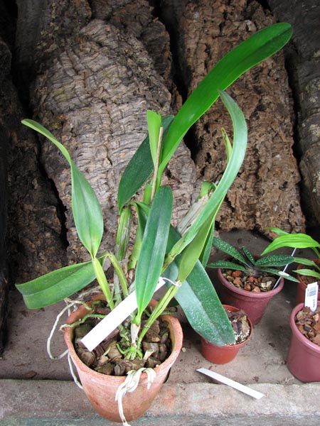 Laeliocattleya Blue Angel 'Glove'.jpg