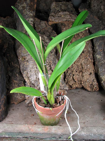 Brassolaeliocattleya Chinese Beauty 'Fire Phoenix'.jpg
