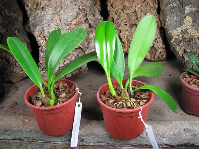 Bulbophyllum grandiflorum.jpg