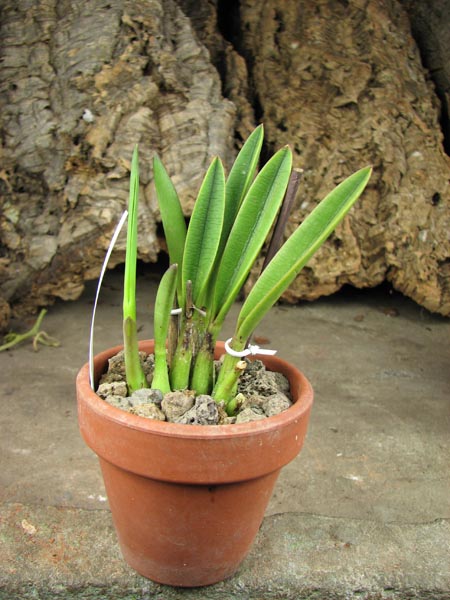 Laelia ghillanyi 'palha'.jpg
