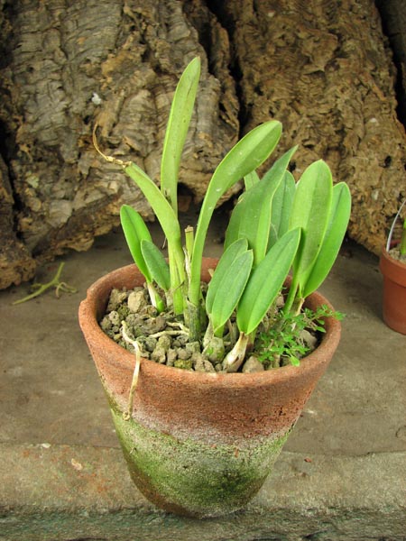 Laelia crispilabia.jpg