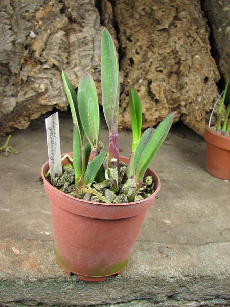 Laelia ghillanyi.jpg