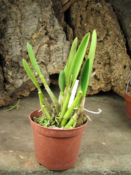 Laelia briegeri.jpg