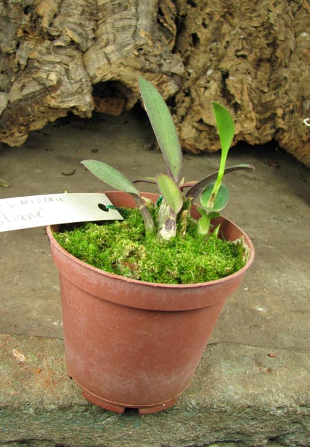 Laelia millerii BV x Laelia millerii 'Cristiane'.jpg