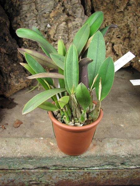 Laelia flava (clump).jpg