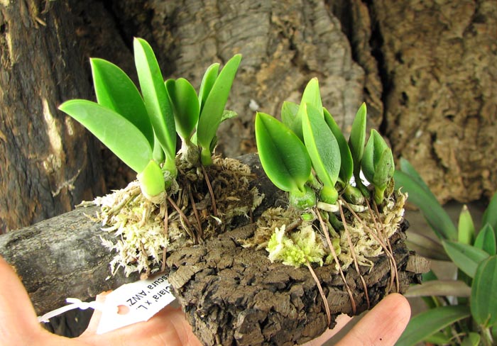 Laelia sincorana coerulea (сlara) x Laelia sincorana coerulea escura 'AWZ'.jpg
