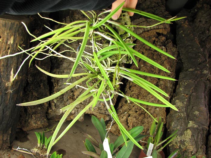 Brassavola nodosa.jpg