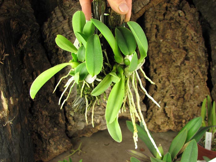 Laelia sincorana var coerulea.jpg