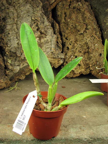 Cattleya maxima rubra 'Peruana' x SELF.jpg