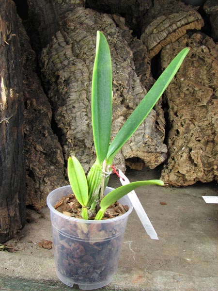 Cattleya percivaliana carnea x SELF.jpg