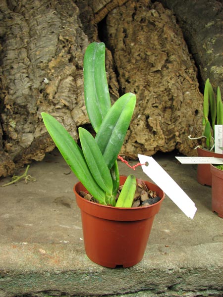 Cattleya percivaliana rosa 'Castro' (quase semi alba) x SELF.jpg