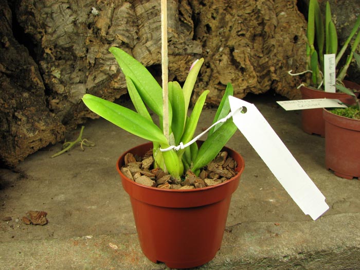 Cattleya mossiae concolor x SELF.jpg