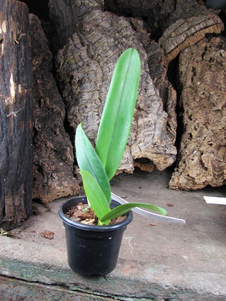 Cattleya schroderae 'Newberry' x '#2'.jpg