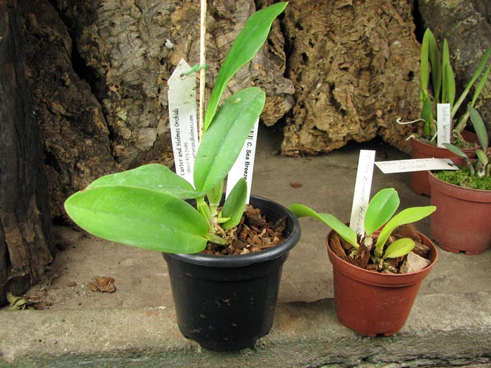 Cattleya Sea Breeze.jpg