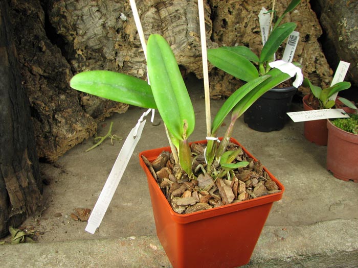 Cattleya percivaliana tipo 'Remolacha' (19-6) x SELF.jpg