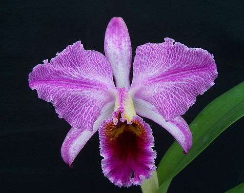 Cattleya percivaliana tipo 'Remolacha'.jpg