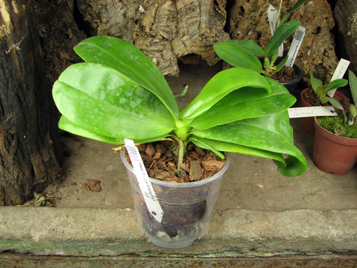 Phalaenopsis Tsay's Evergreen.JPG