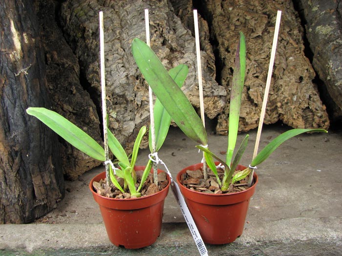 Laelia perrinii alba 'AM' x Laelia perrinii alba 'RK'.jpg