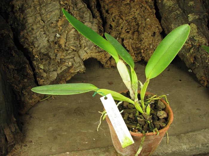 Cattleya mossiae alba 'Irene' x Cattleya mossiae alba 'Orosco'.jpg