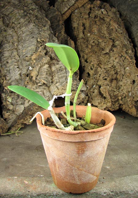 Cattleya lueddemanniana alba 'Candia' x SELF.jpg