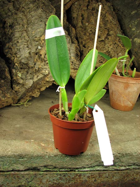 Cattleya labiata alba 'Jassira' (Z-86) x Cattleya labiata alba 'Pernambuco' (BH-200).jpg
