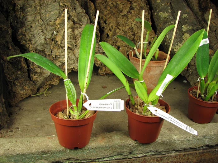 Cattleya schroederae albescens x Cattleya schroederae alba.jpg