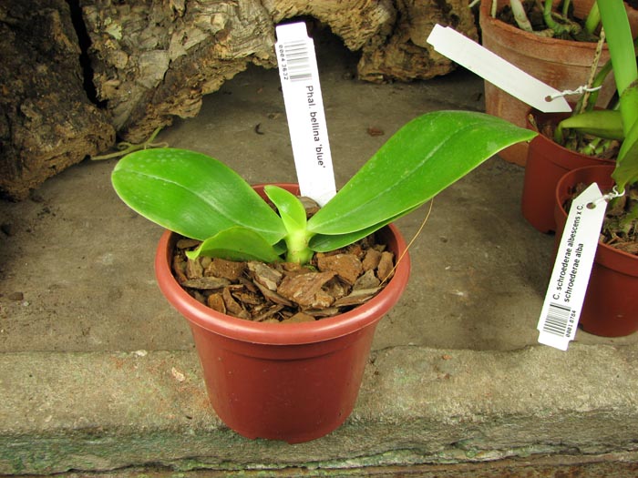 Phalaenopsis bellina 'blue'.jpg