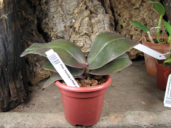 Phalaenopsis Penang x Phalaenopsis gigantea.jpg