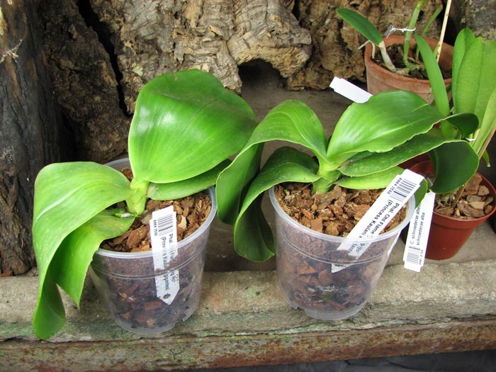 Phalaenopsis Ohl Flame 'Yung Ho' (Princess Kaulani x gigantea).jpg