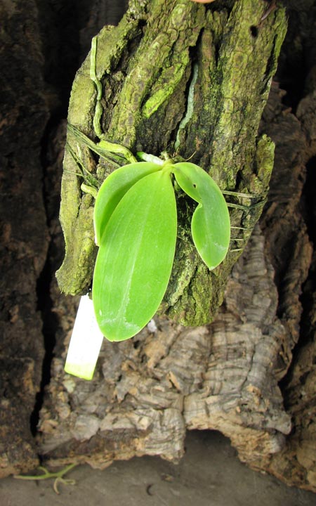 Phalaenopsis violacea 'Blue'.jpg