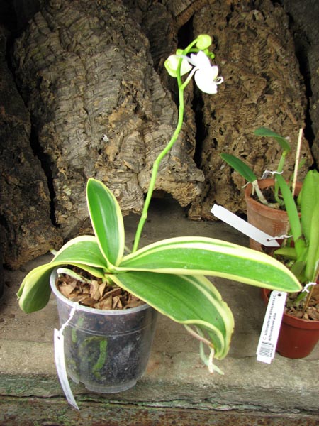 Phalaenopsis Amabilis 'ORCHIS'.jpg
