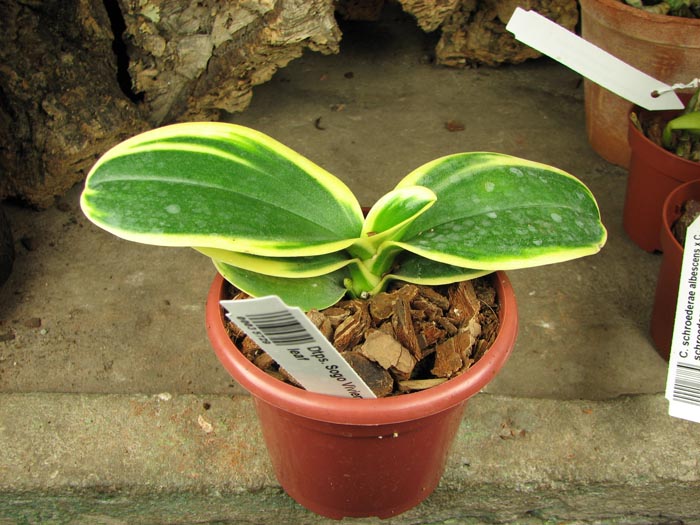 Doritaenopsis Sogo Vivien Variegated leaf.jpg