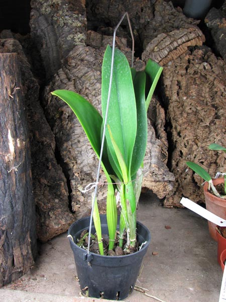 Brassolaeliocattleya Chia Lin 'New City' (Oconee x Maitland).jpg