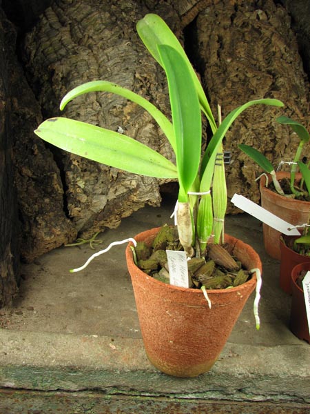 Brassolaeliocattleya Herons Roon 'Grape Land'.jpg