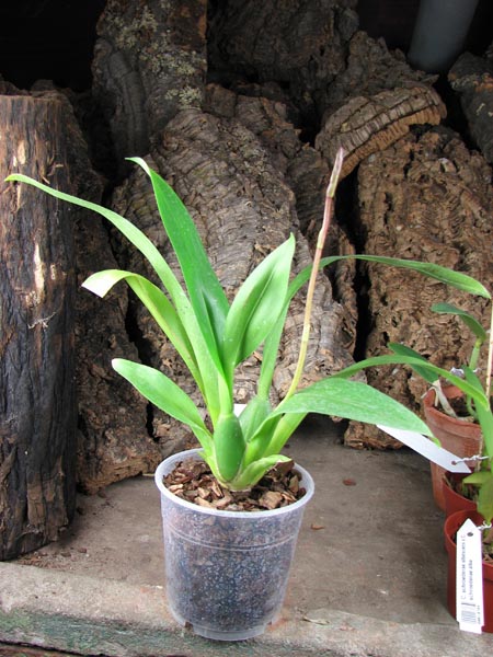 C цветоносом