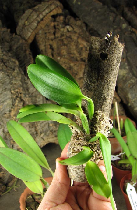 Laelia alaori semi alba orlata (Z-606 x SELF).jpg