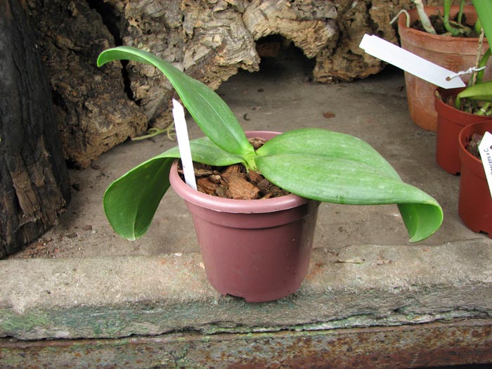 Phalaenopsis Auspice Knight 'Malayan'.jpg