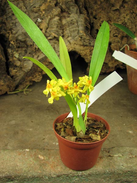 Oncidium Twinkle 'CT Golden Fragrance'.jpg