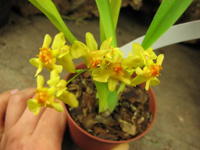 Oncidium Twinkle 'CT Golden Fragrance' фото.jpg