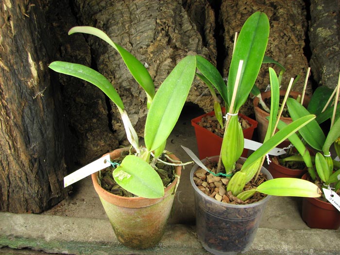 Cattleya trianae 'Junio' (12-8) x Cattleya trianae 'Sangre de Toro II' (25-8).jpg